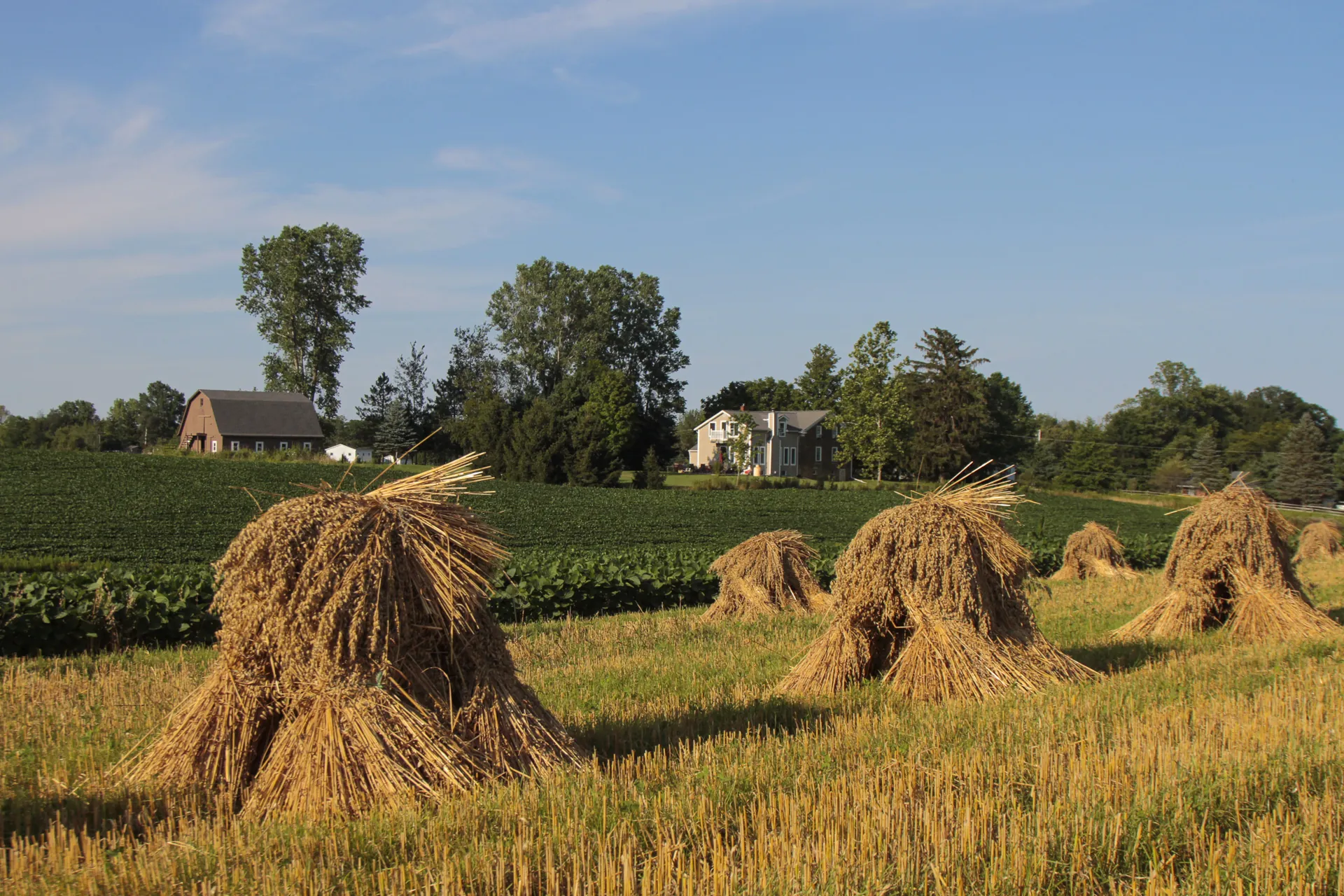 Golden wheat shocks in a field with the farmstead beyond